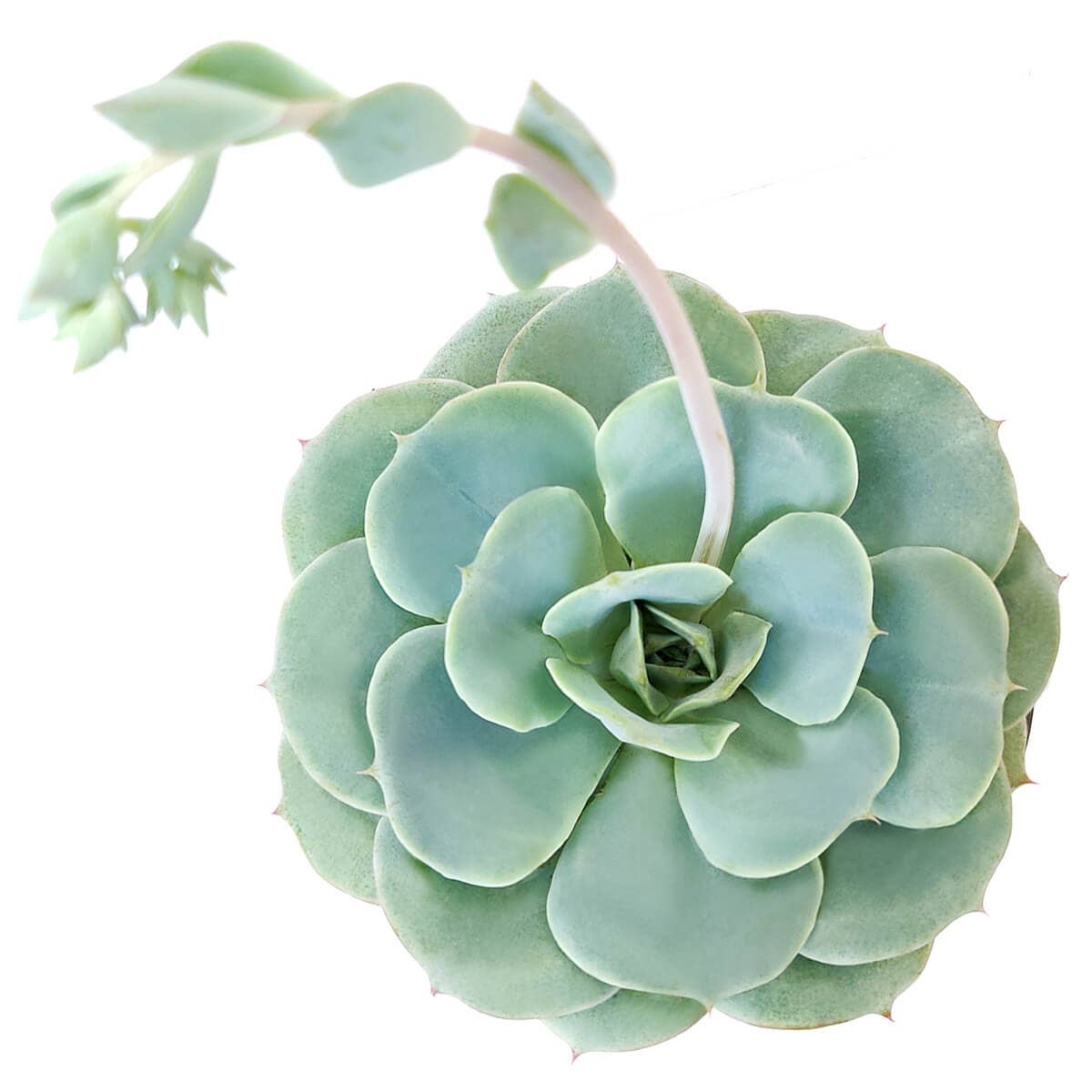 Echeveria Atlantis Live Succulent