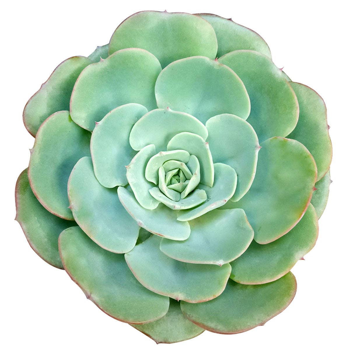 Echeveria Atlantis Live Succulent