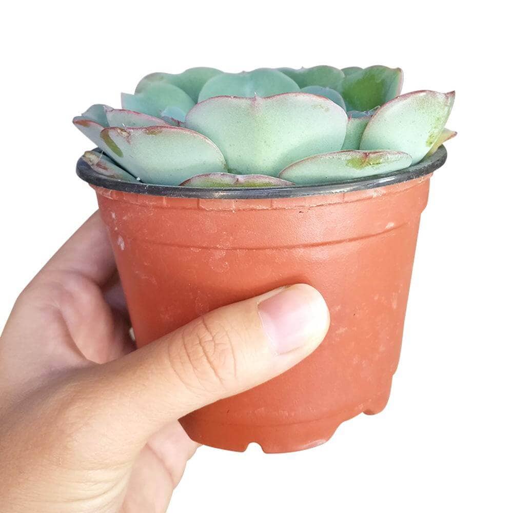 Echeveria Atlantis Live Succulent