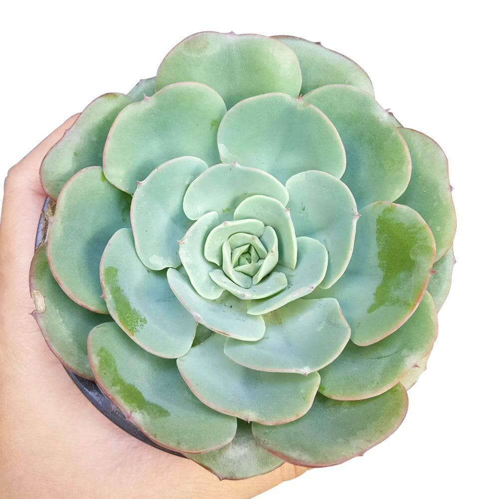 Echeveria Atlantis Live Succulent