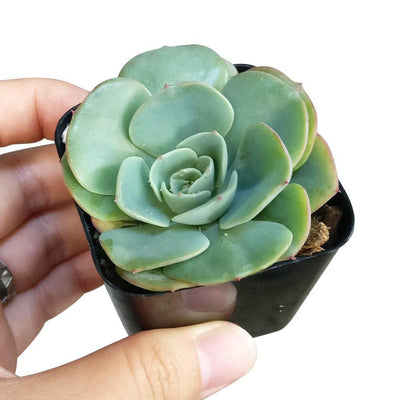 Echeveria Atlantis Live Succulent