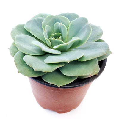 Echeveria Atlantis Live Succulent