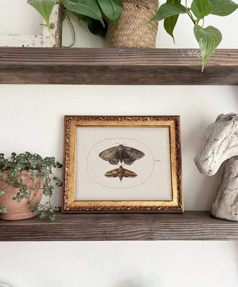 Moth Study Vintage Wall Art Wood Framed Sign